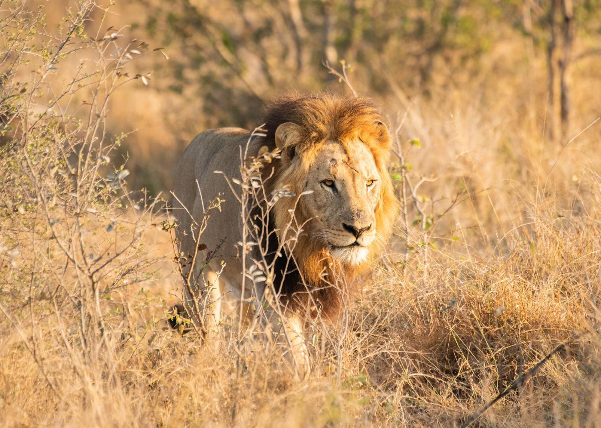 Mjejane Bush Camp By Dream Resorts Hectorspruit Buitenkant foto