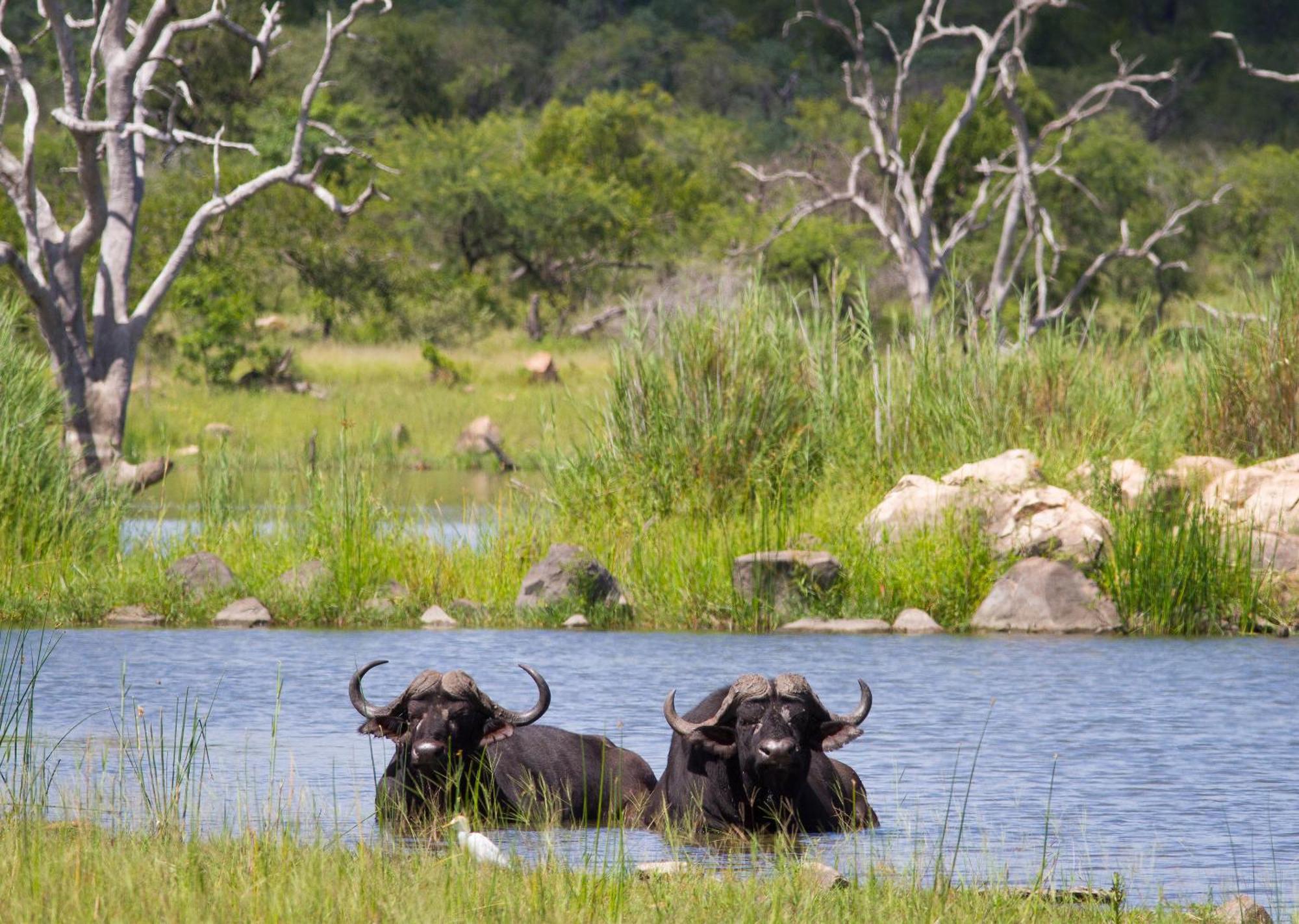 Mjejane Bush Camp By Dream Resorts Hectorspruit Buitenkant foto