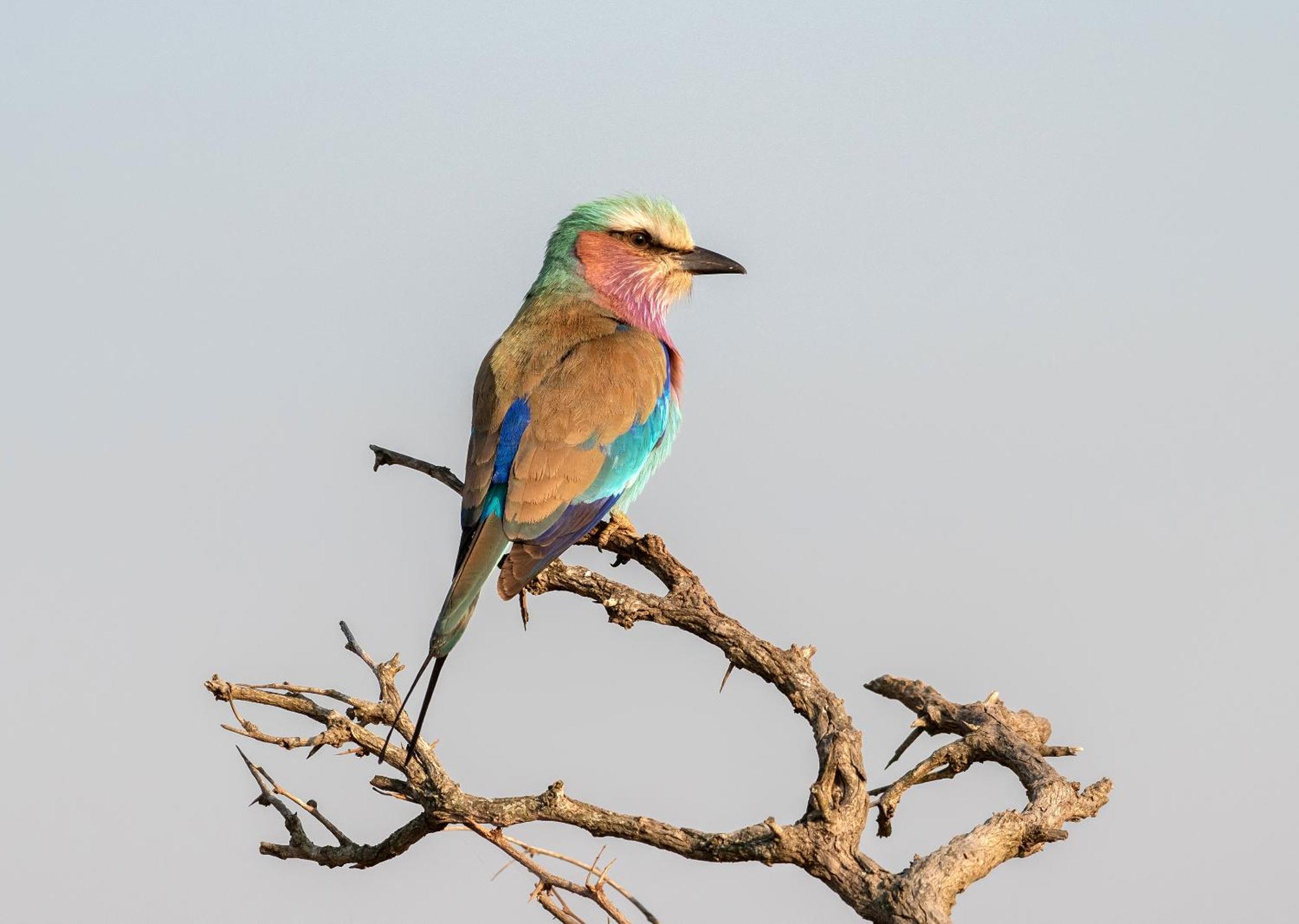 Mjejane Bush Camp By Dream Resorts Hectorspruit Buitenkant foto