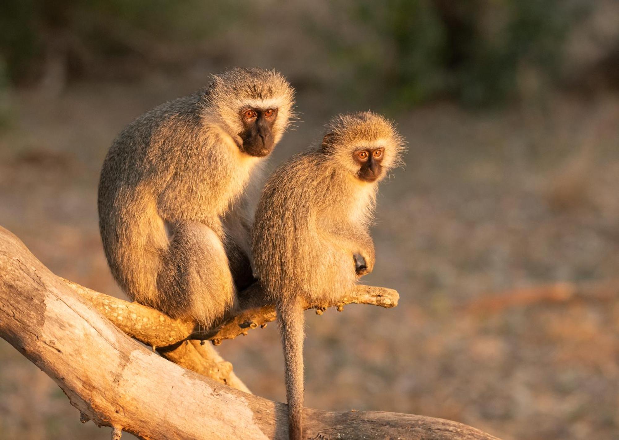 Mjejane Bush Camp By Dream Resorts Hectorspruit Buitenkant foto