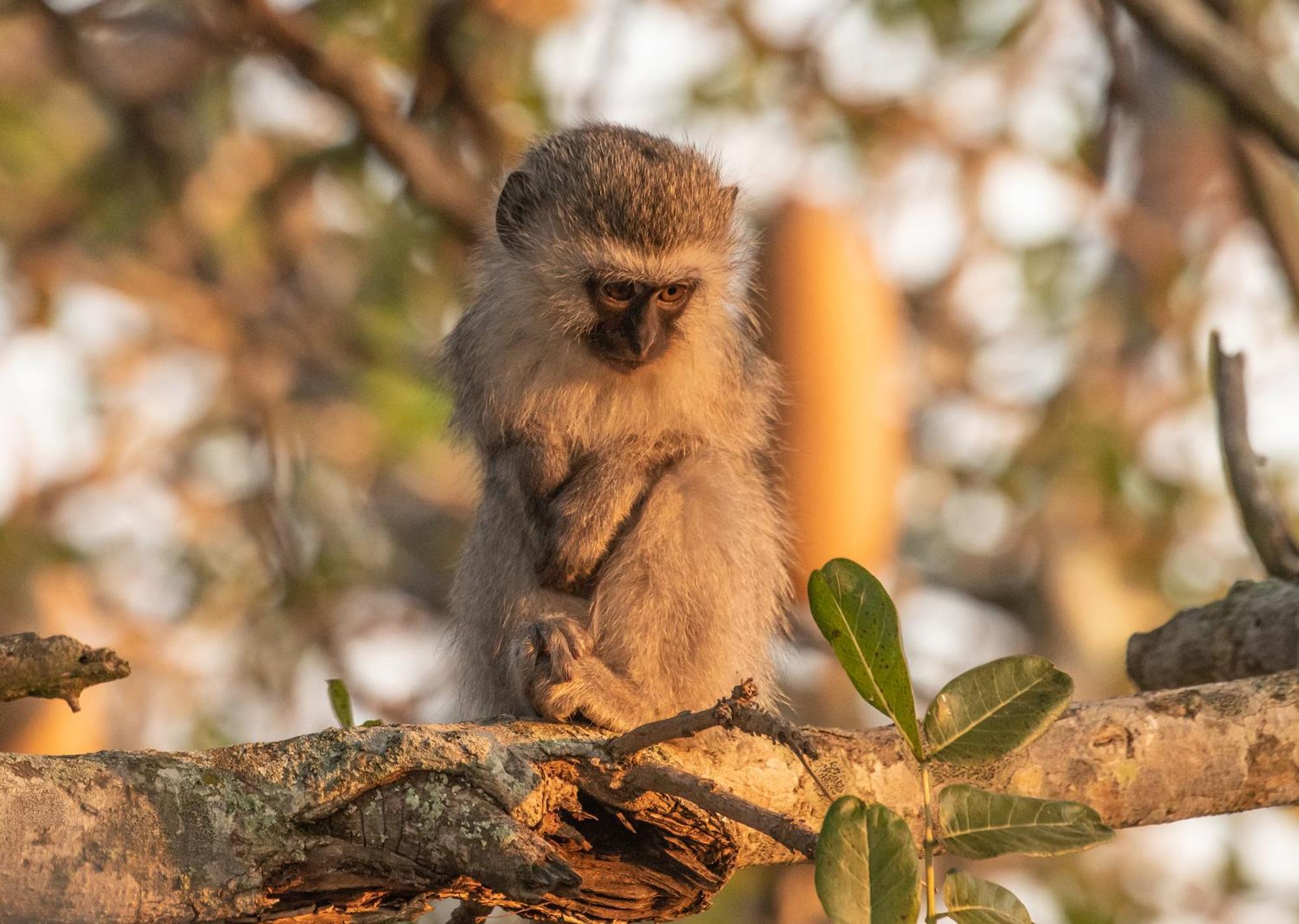 Mjejane Bush Camp By Dream Resorts Hectorspruit Buitenkant foto