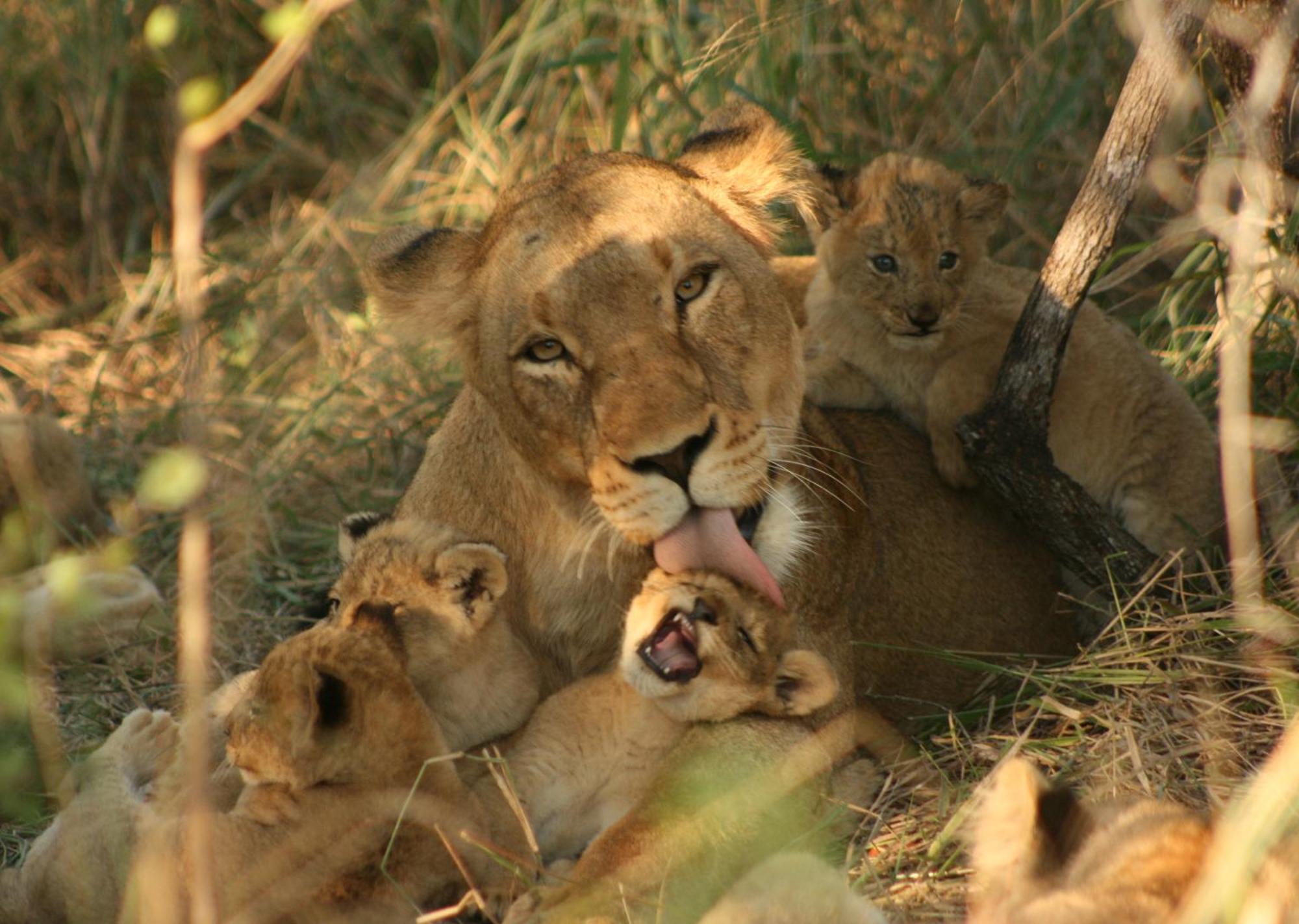 Mjejane Bush Camp By Dream Resorts Hectorspruit Buitenkant foto