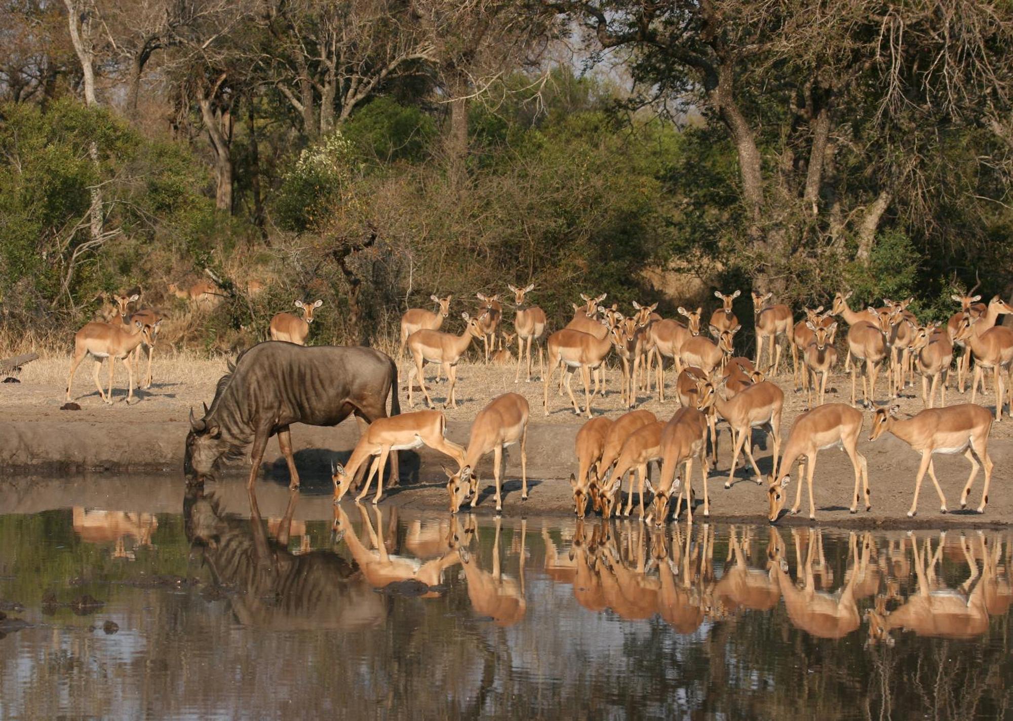Mjejane Bush Camp By Dream Resorts Hectorspruit Buitenkant foto
