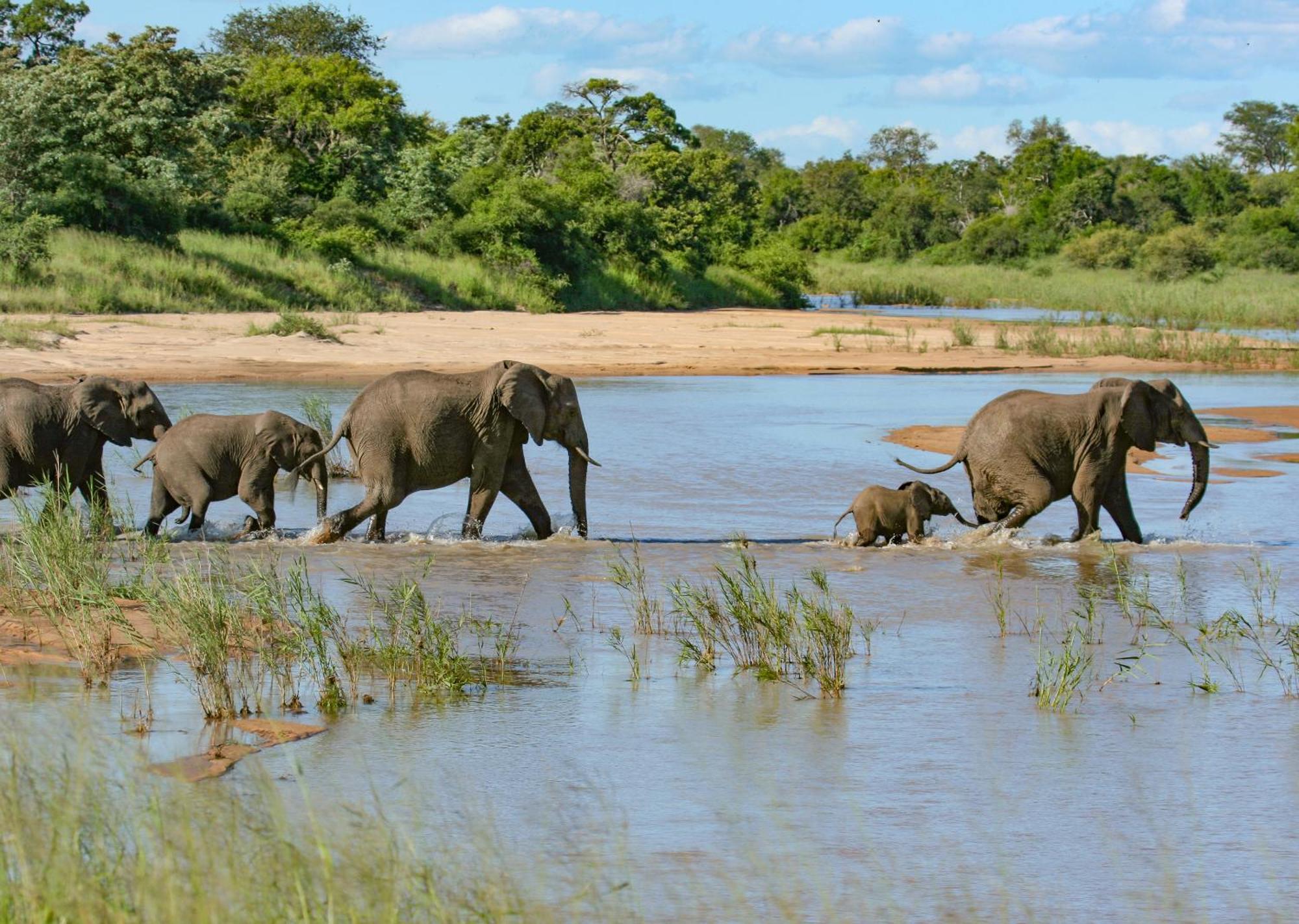 Mjejane Bush Camp By Dream Resorts Hectorspruit Buitenkant foto