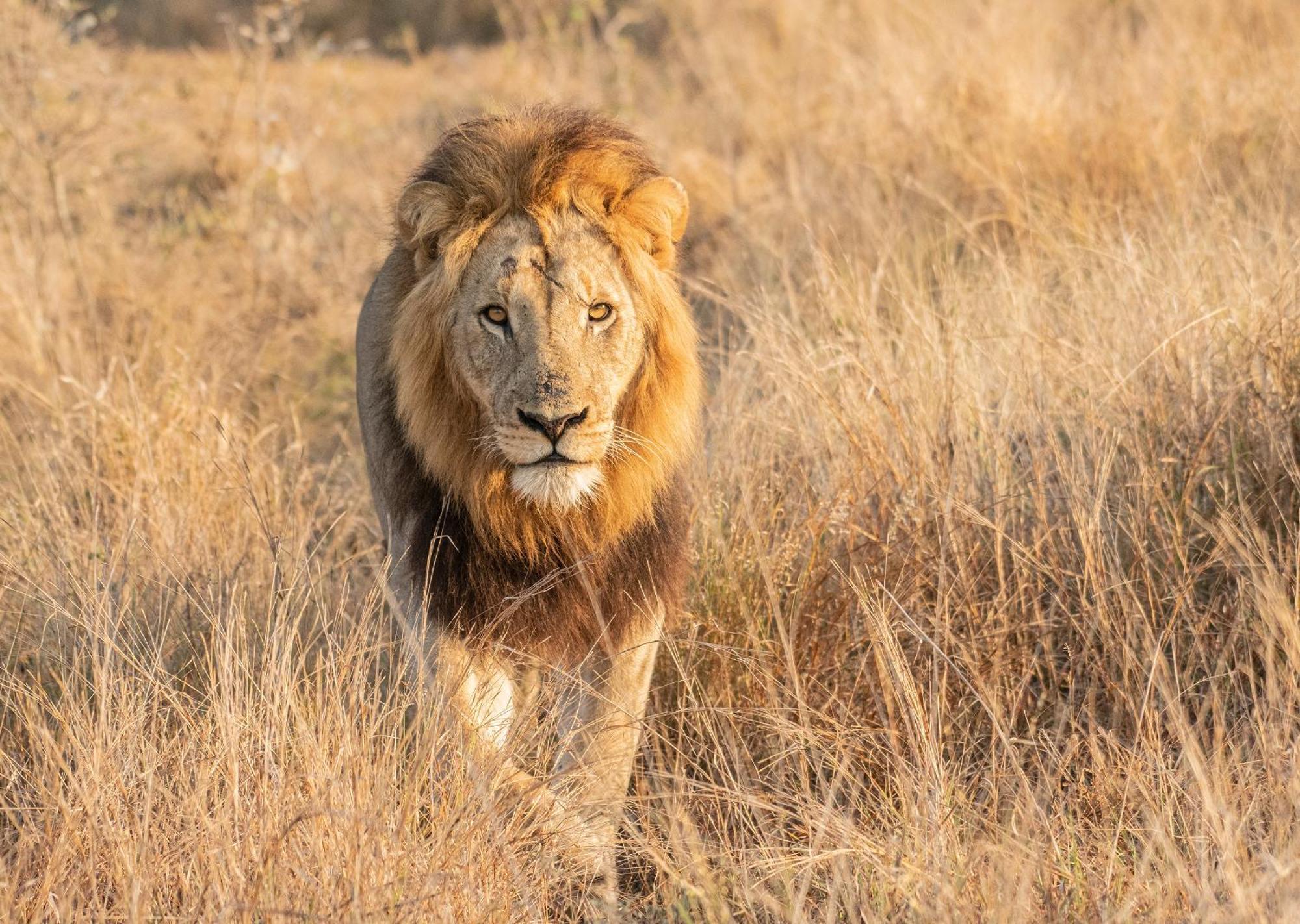 Mjejane Bush Camp By Dream Resorts Hectorspruit Buitenkant foto