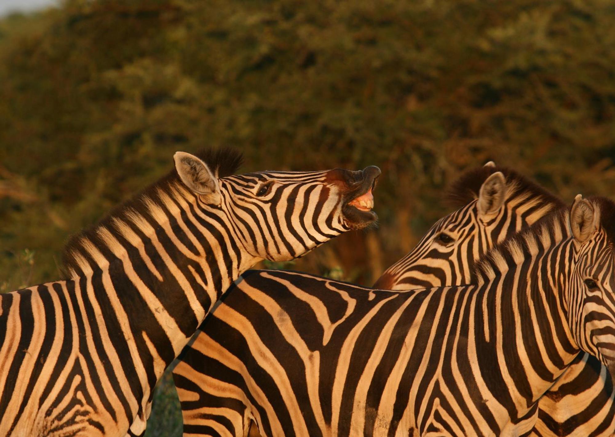 Mjejane Bush Camp By Dream Resorts Hectorspruit Buitenkant foto