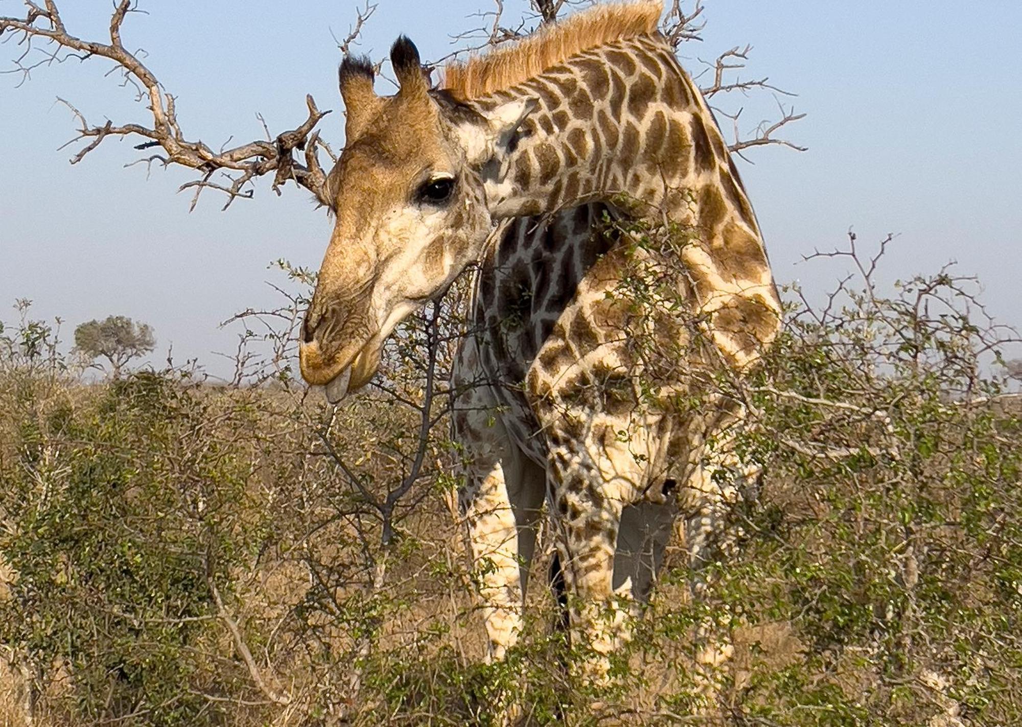Mjejane Bush Camp By Dream Resorts Hectorspruit Buitenkant foto