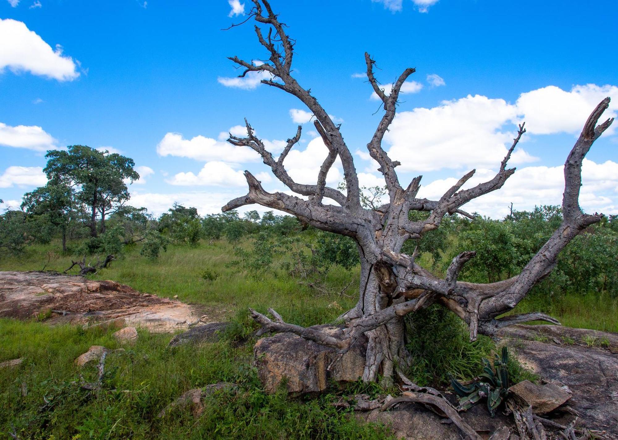 Mjejane Bush Camp By Dream Resorts Hectorspruit Buitenkant foto